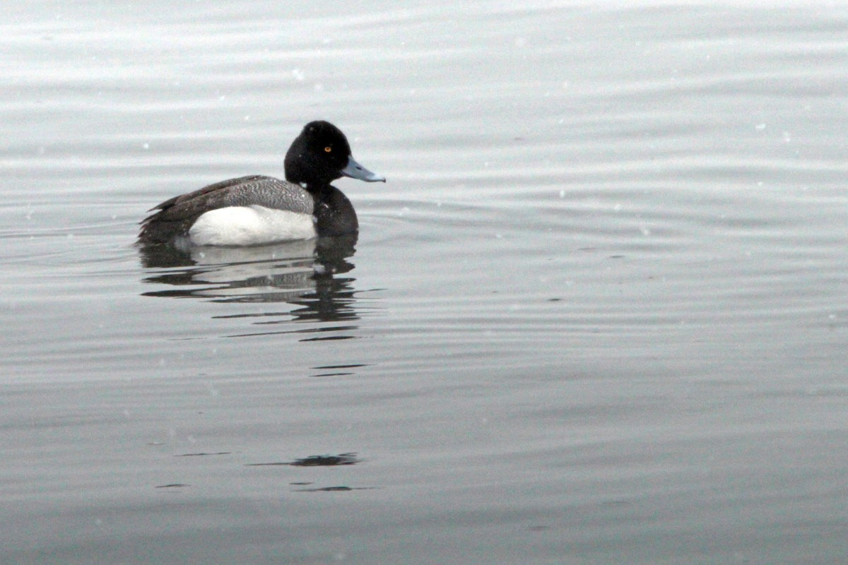 Lesser Scaup - Lindsey  Winslow