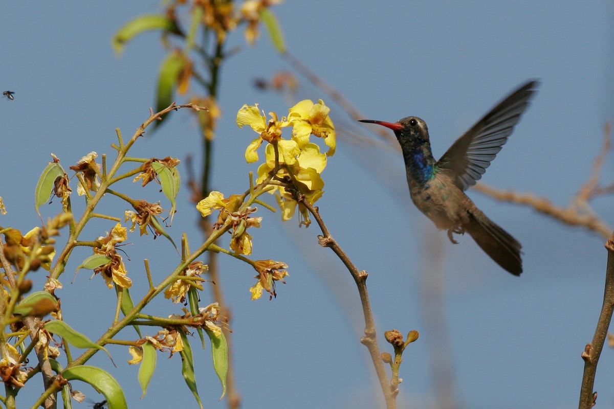 Colibrí Piquiancho de Guerrero - ML43164041