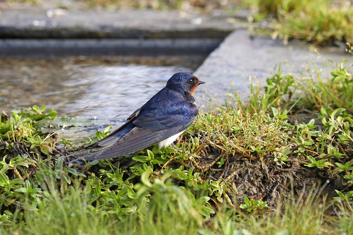 Barn Swallow - ML431640561