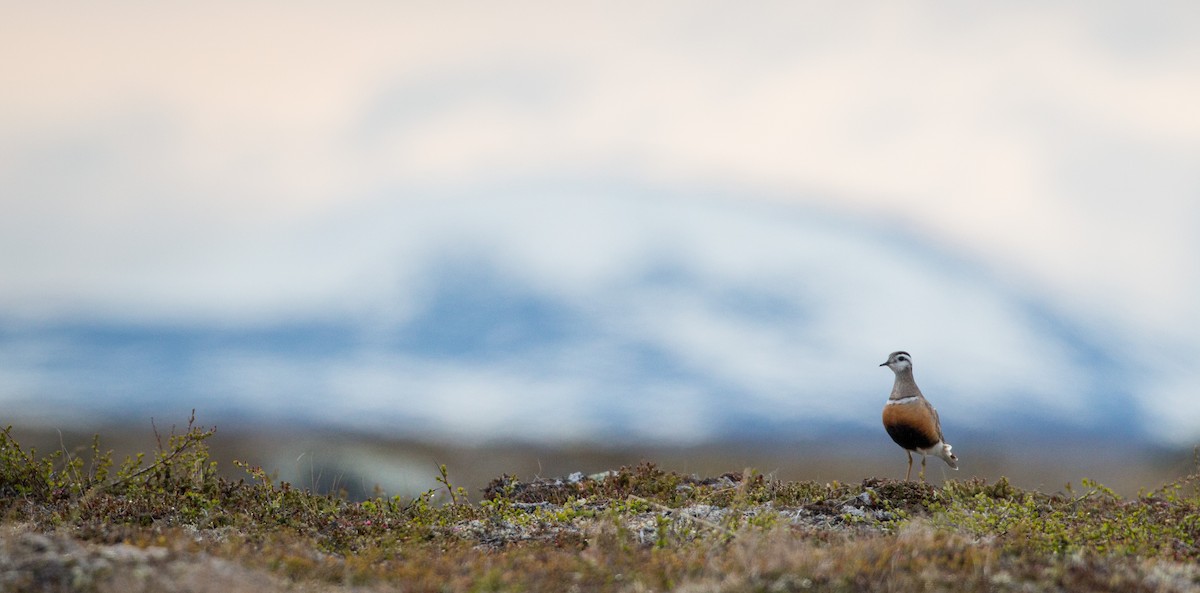 Eurasian Dotterel - Ian Davies