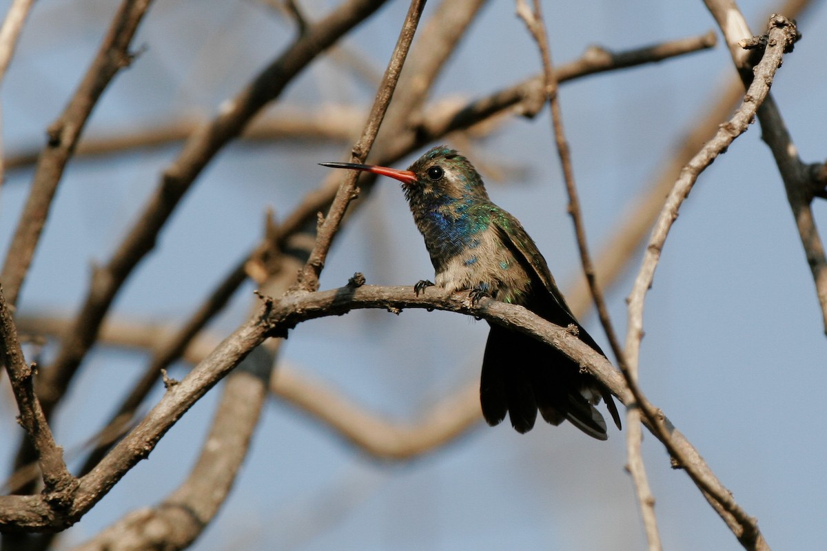 Turquoise-crowned Hummingbird - ML43164121