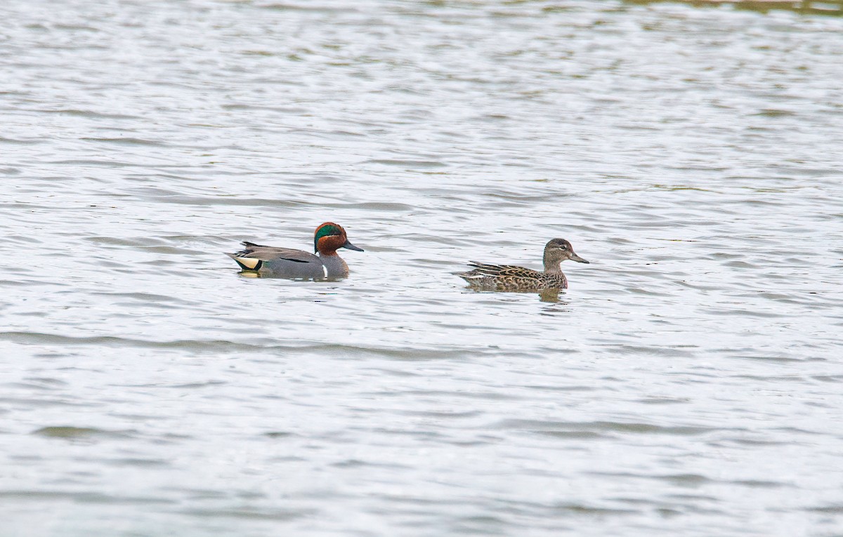 Green-winged Teal - ML431641541