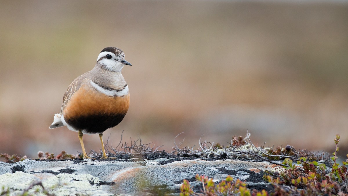 Eurasian Dotterel - ML43164161