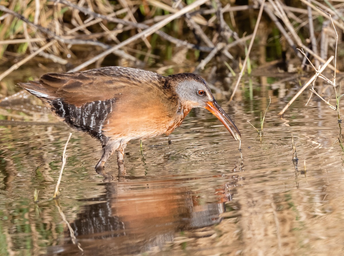 Virginia Rail - ML431641701