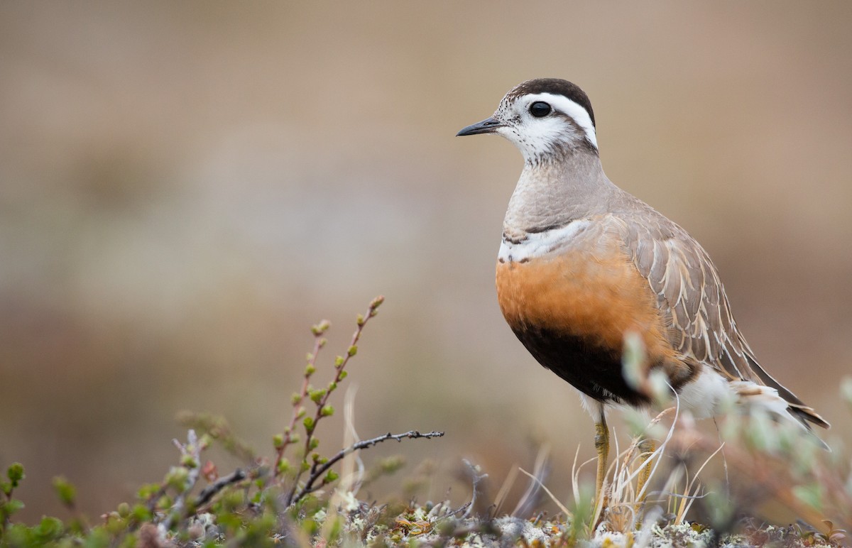 Eurasian Dotterel - ML43164181