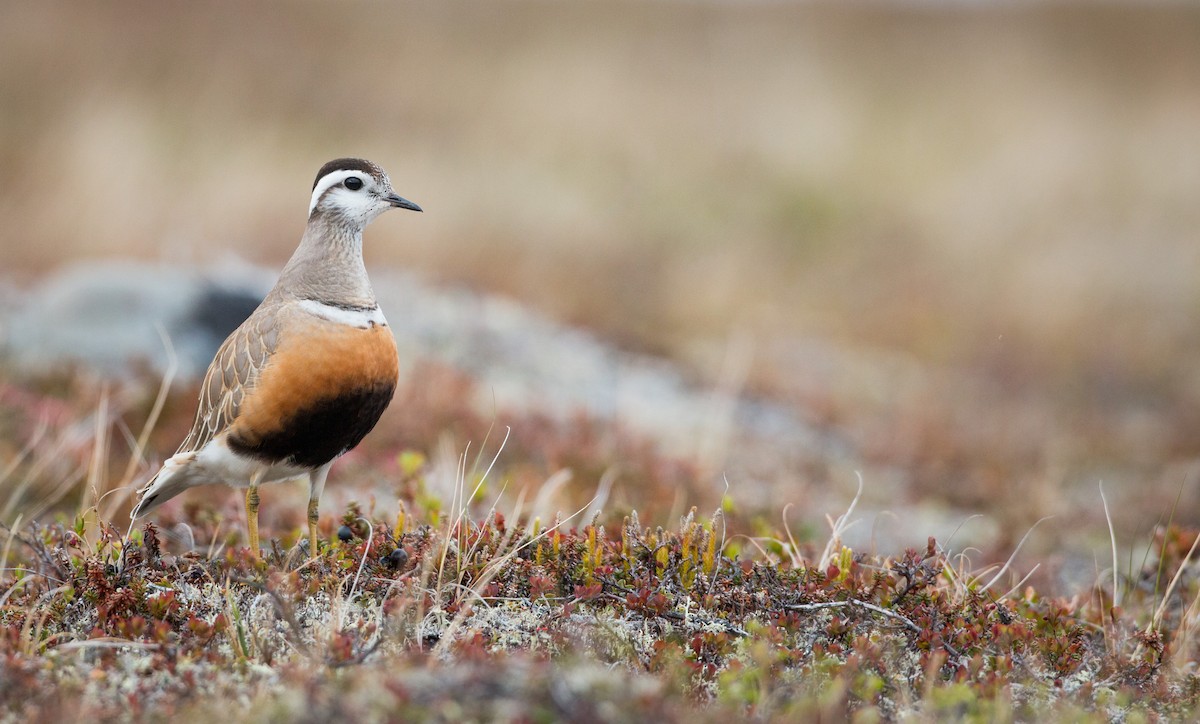 Eurasian Dotterel - Ian Davies