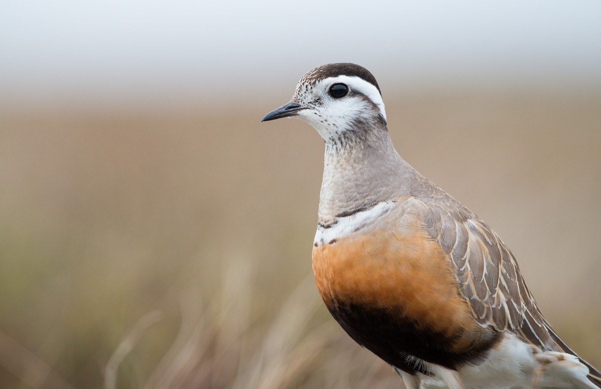 Eurasian Dotterel - Ian Davies