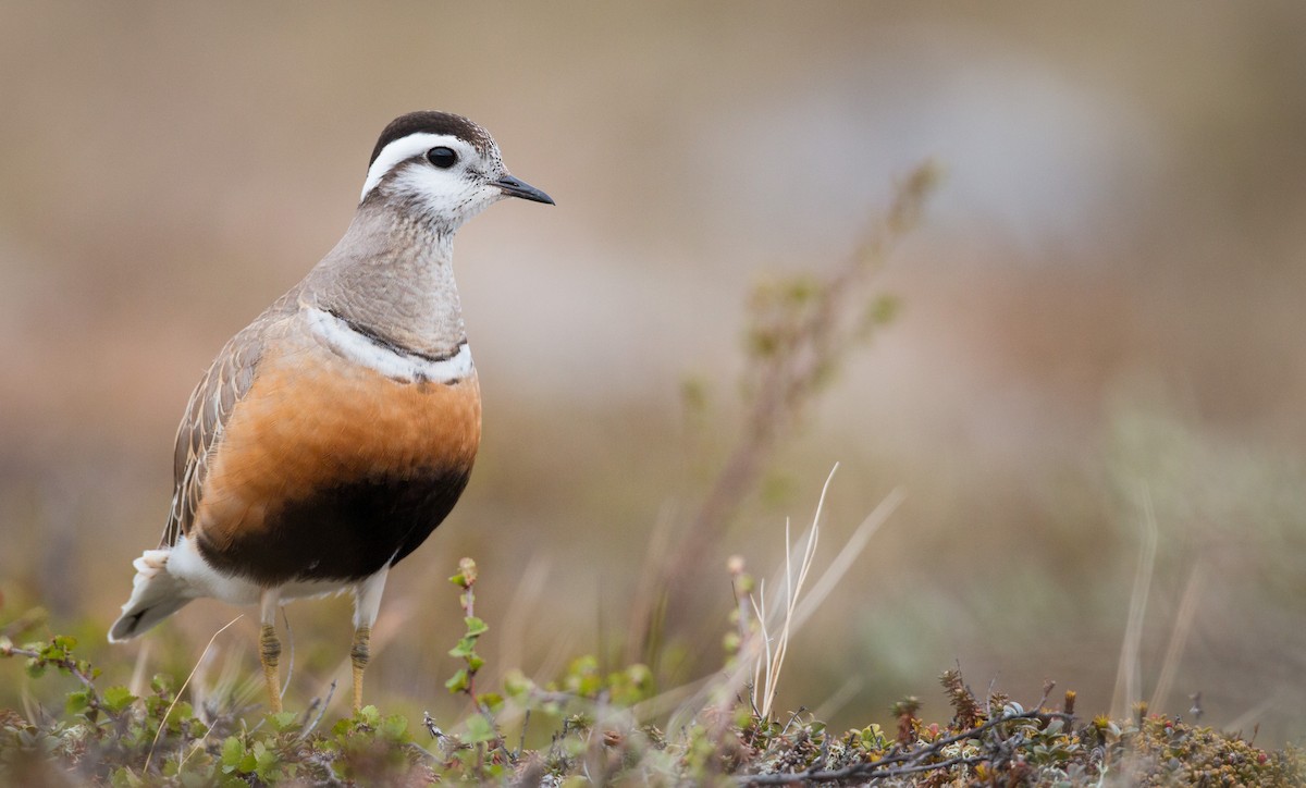 Eurasian Dotterel - ML43164251