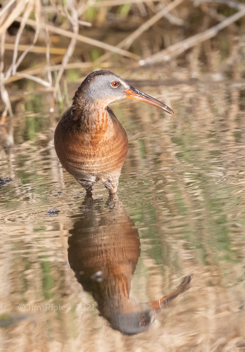 Virginia Rail - ML431642571