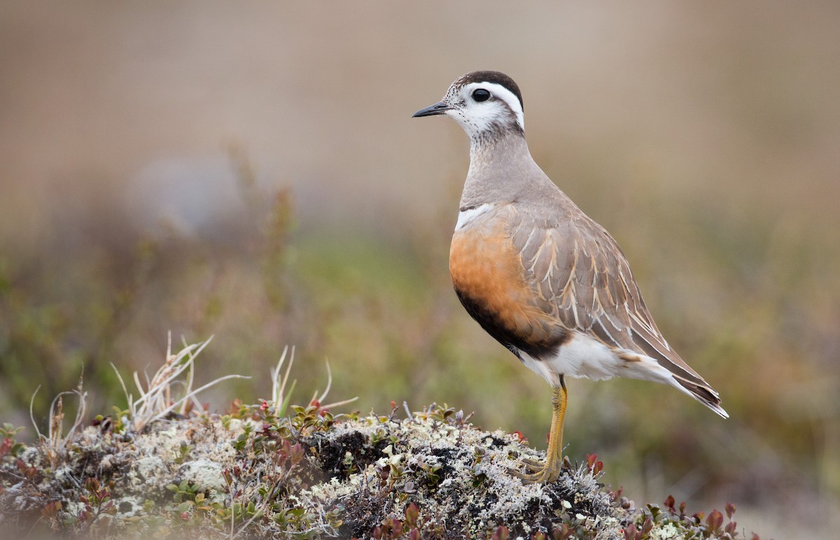 Eurasian Dotterel - Ian Davies