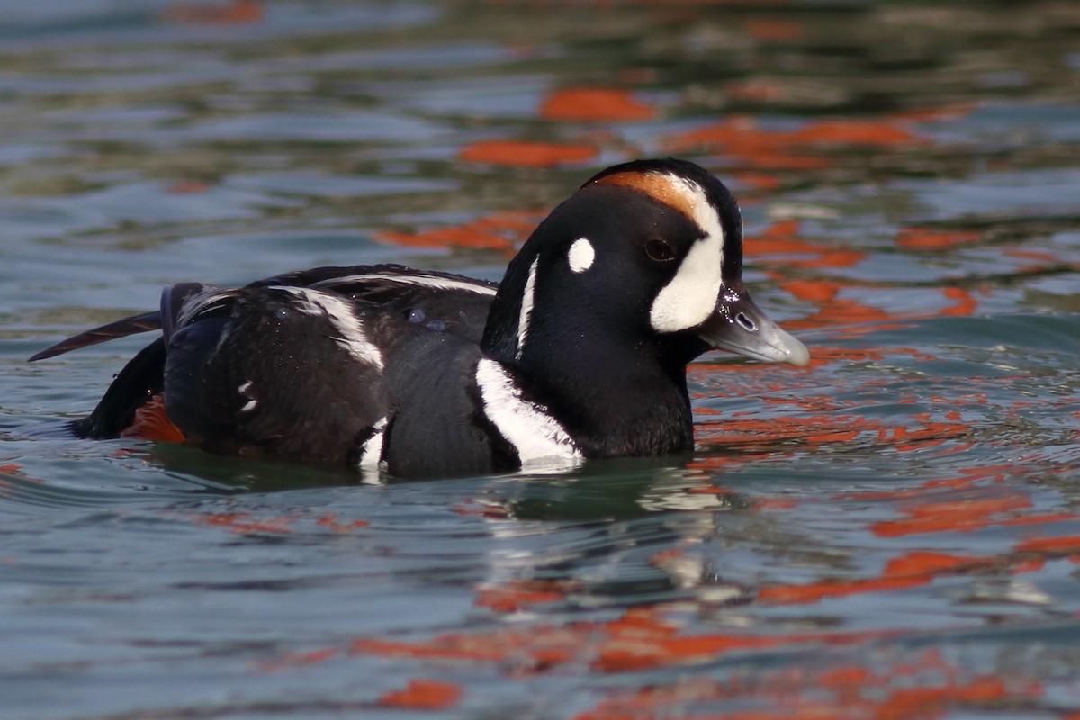 Harlequin Duck - J Tanner