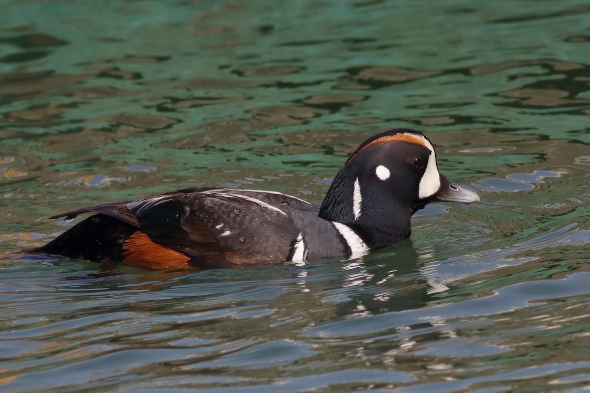 Harlequin Duck - J Tanner