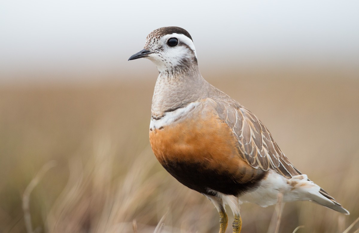 Eurasian Dotterel - Ian Davies