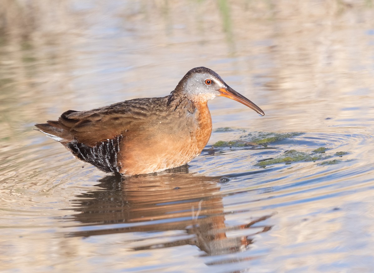 Virginia Rail - ML431642871