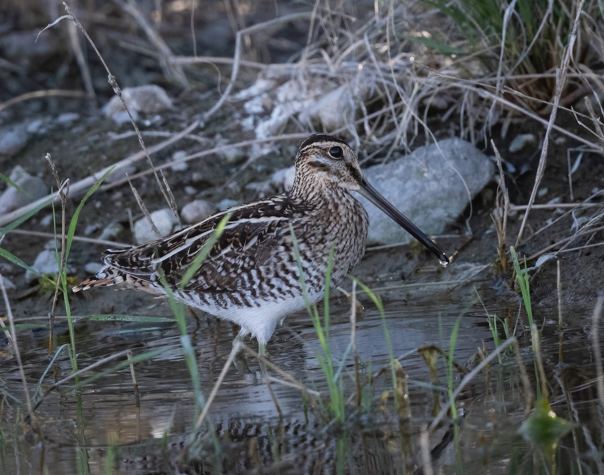 Wilson's Snipe - ML431643591