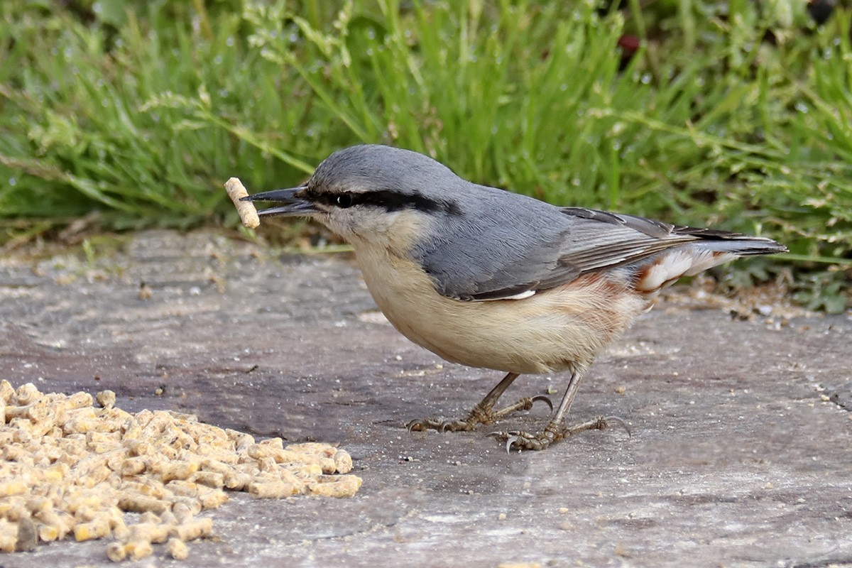 Eurasian Nuthatch - ML431643971