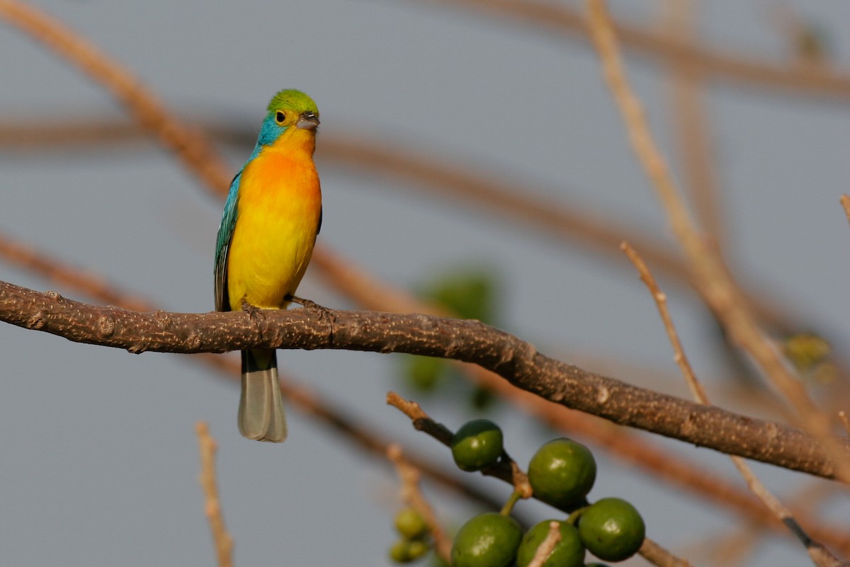 Orange-breasted Bunting - Chris Wood