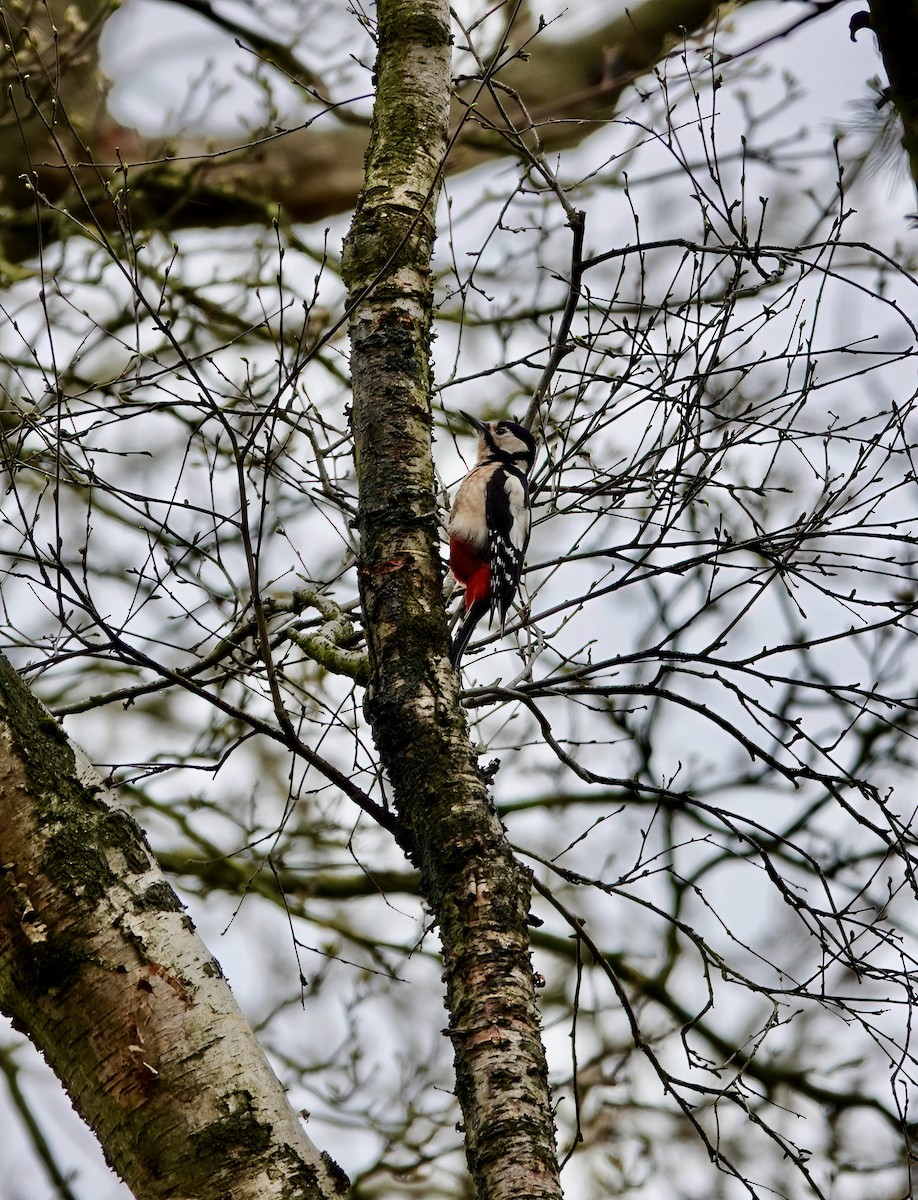 Great Spotted Woodpecker - ML431645651