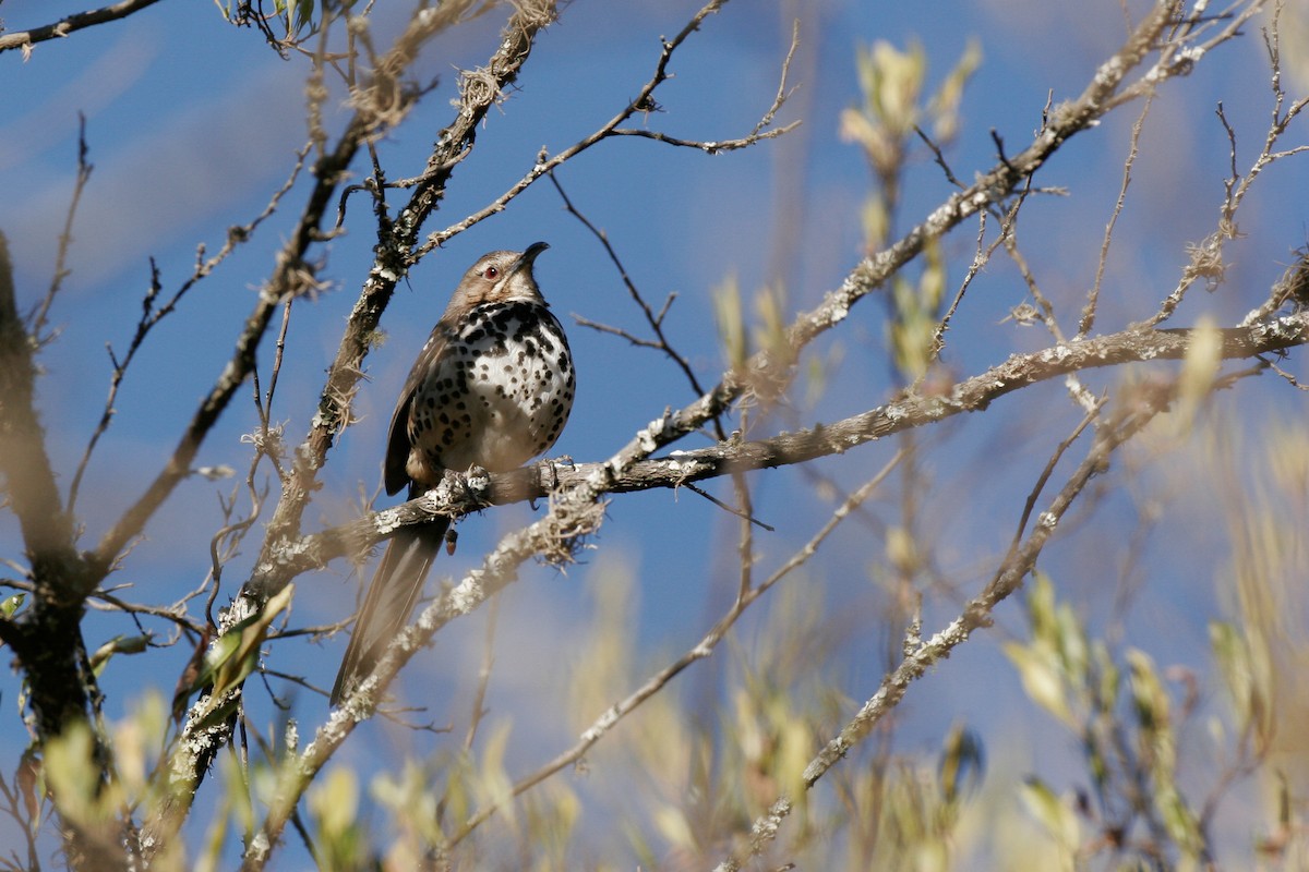 Ocellated Thrasher - ML43164581