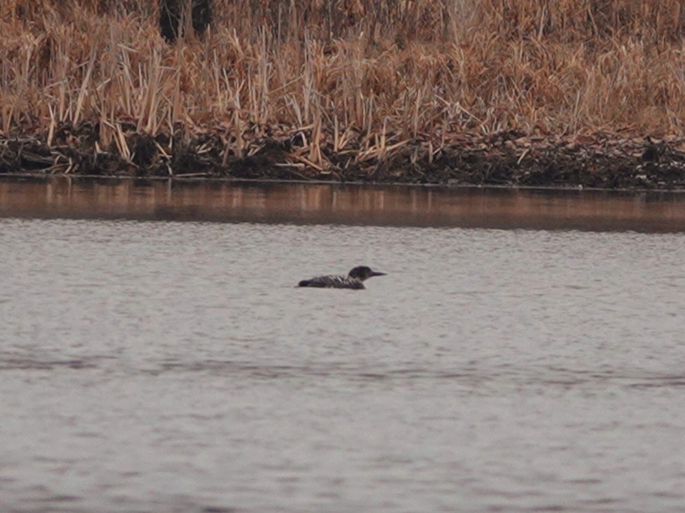 Common Loon - ML431645871