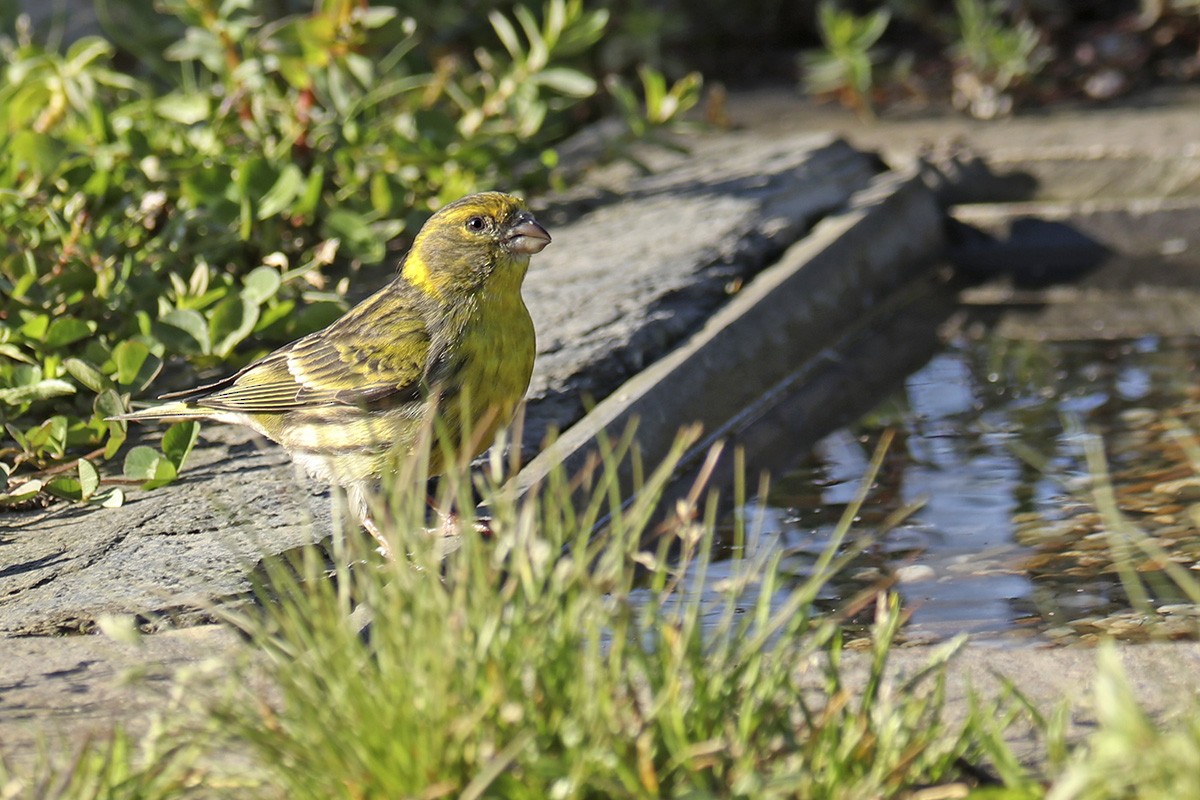 European Serin - ML431646301