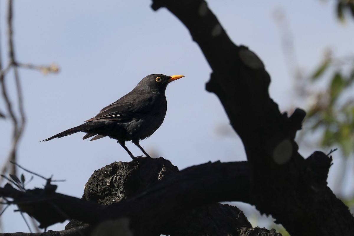 Eurasian Blackbird - ML431646421