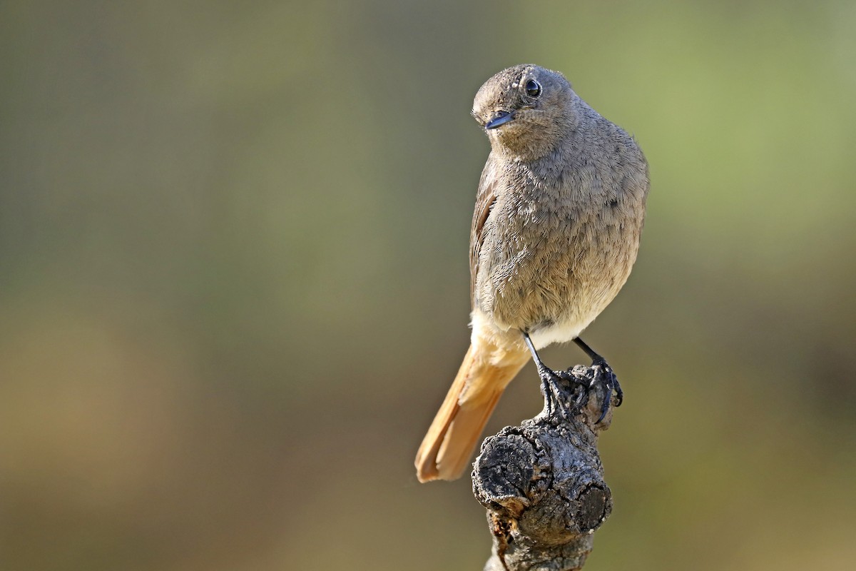 Black Redstart - ML431647001