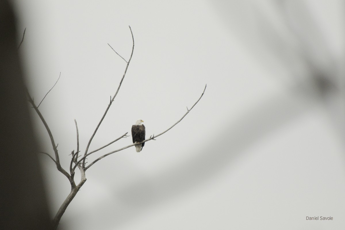 Bald Eagle - ML431647301