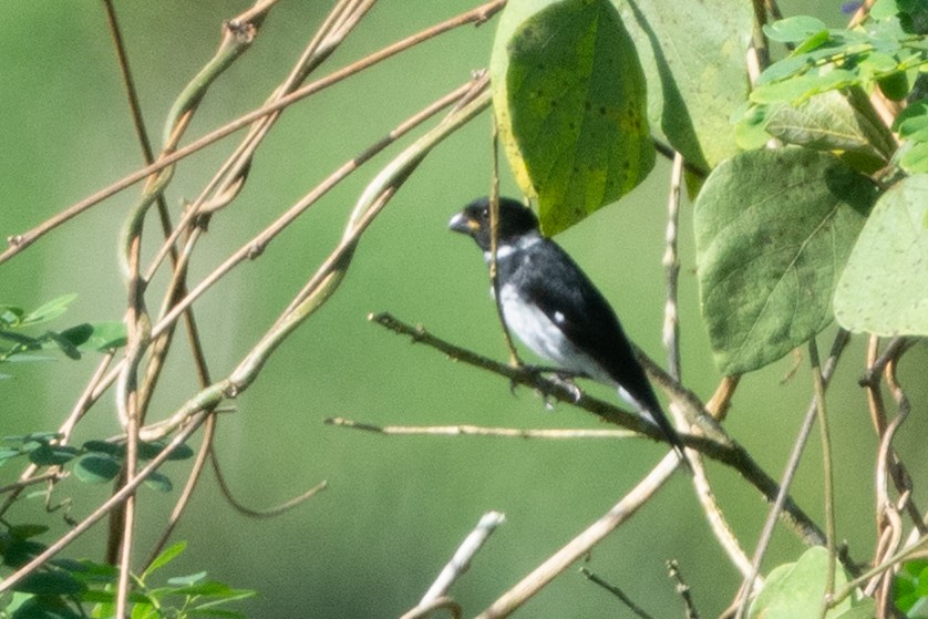 Variable Seedeater - Liz West