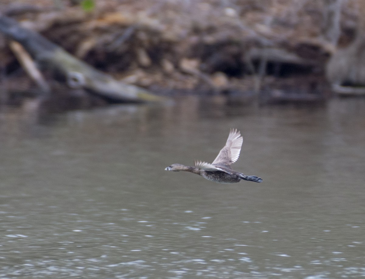 Pied-billed Grebe - ML431648411