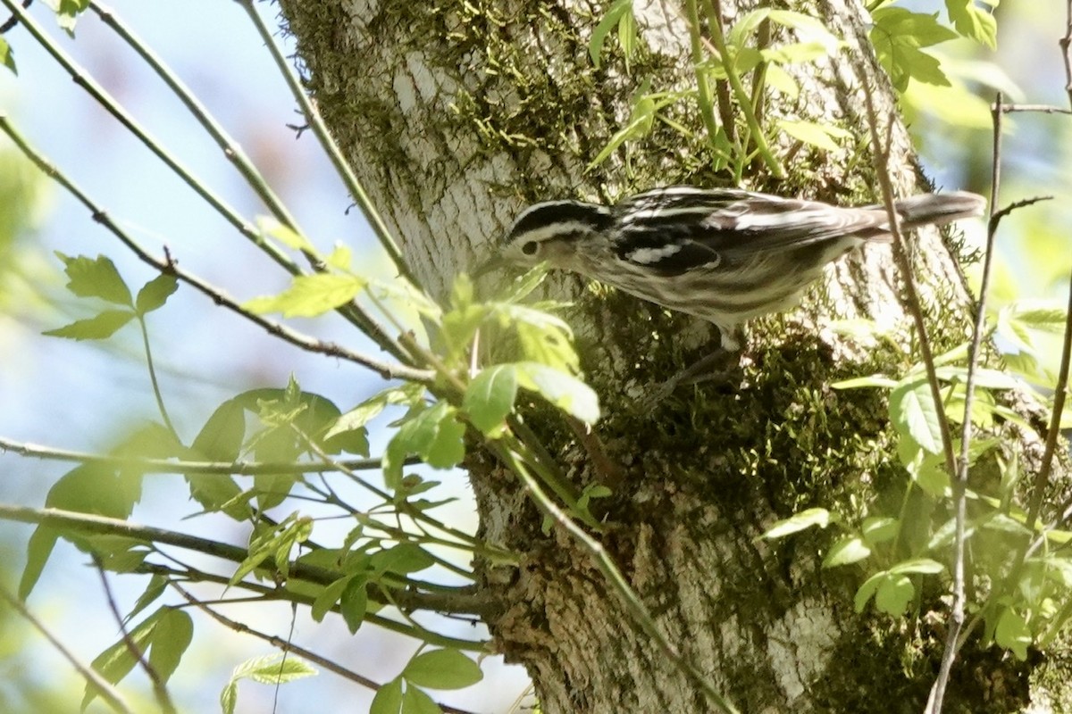 Black-and-white Warbler - ML431652471