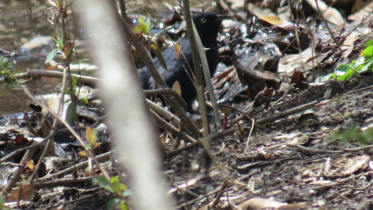 Common Grackle - ML431652591