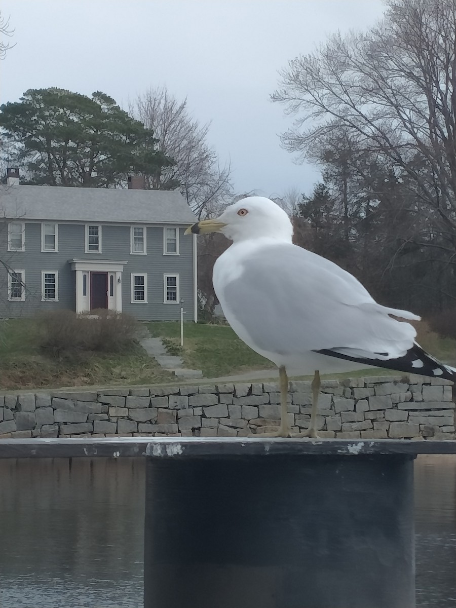 Ring-billed Gull - ML431653321