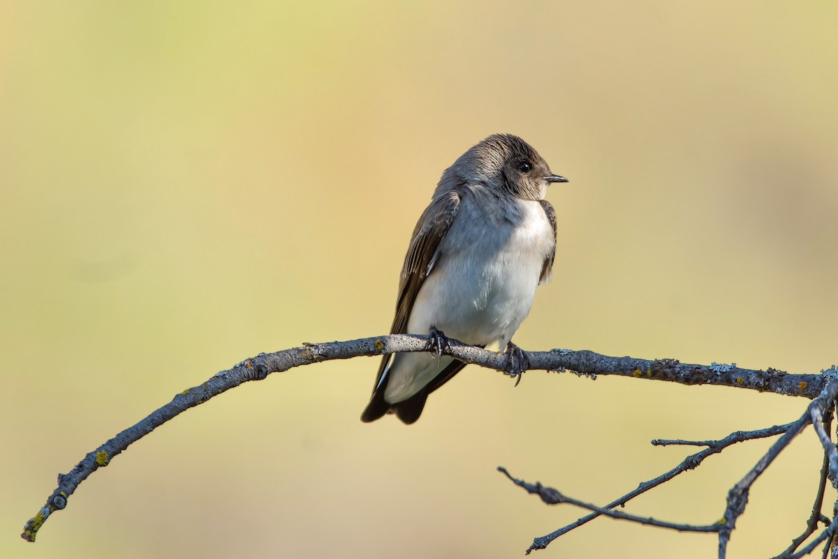 Northern Rough-winged Swallow - ML431653451