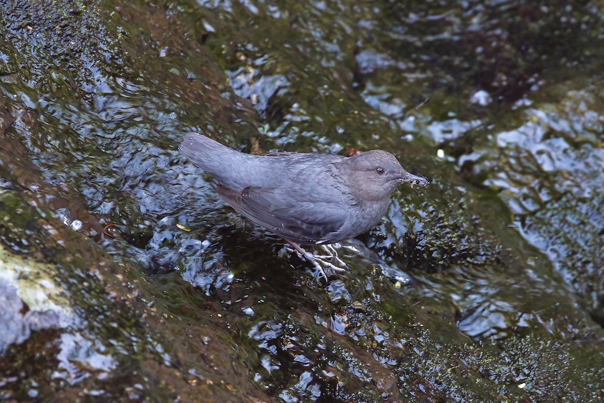 American Dipper - ML431653541