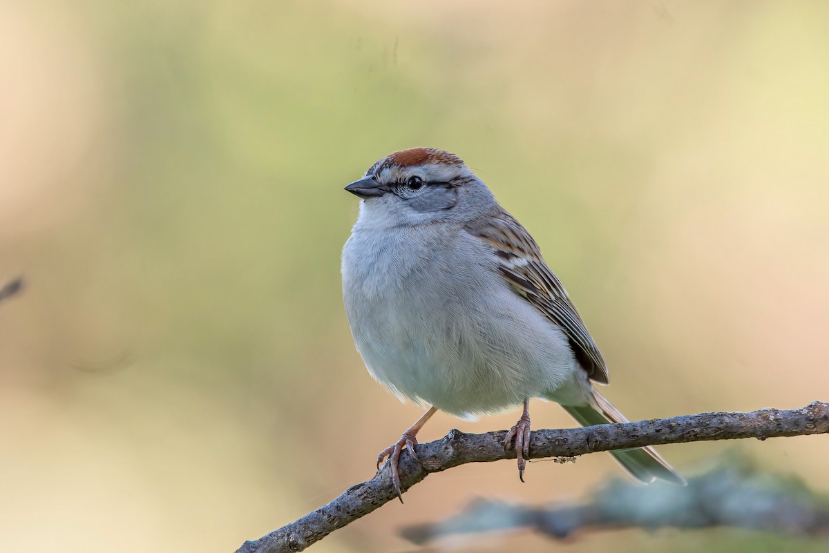 Chipping Sparrow - ML431653621