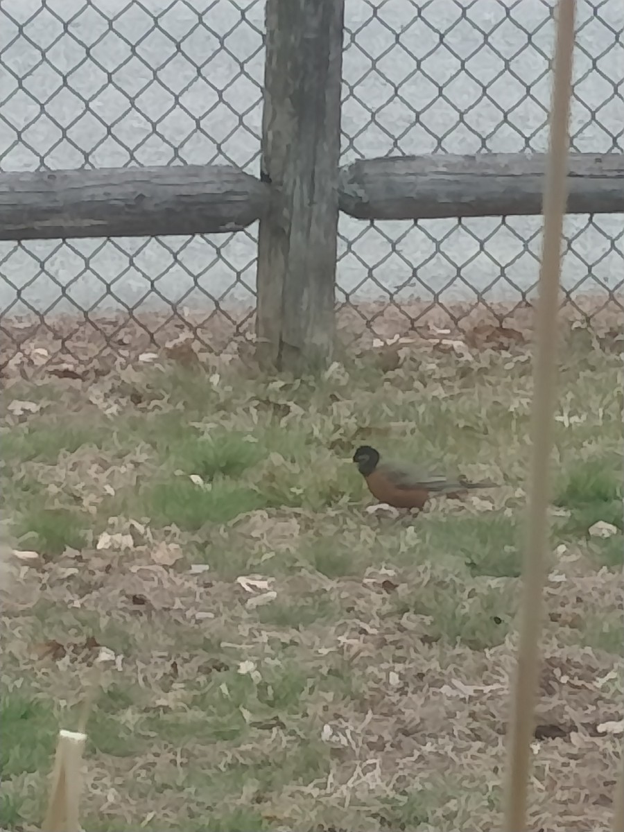 American Robin - Isaiah McKenzie