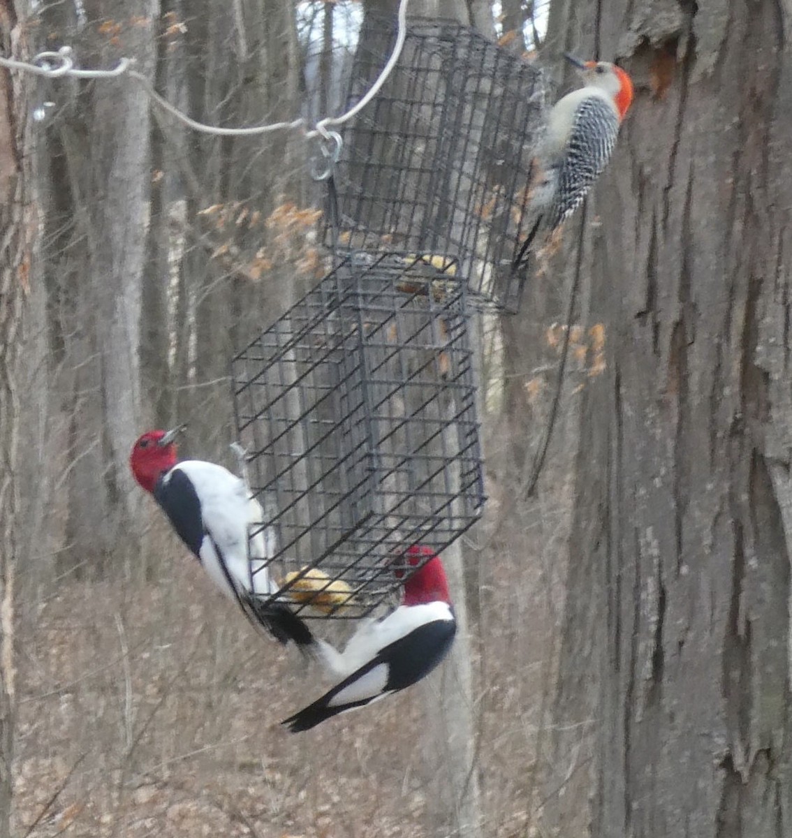 Red-headed Woodpecker - ML431655341