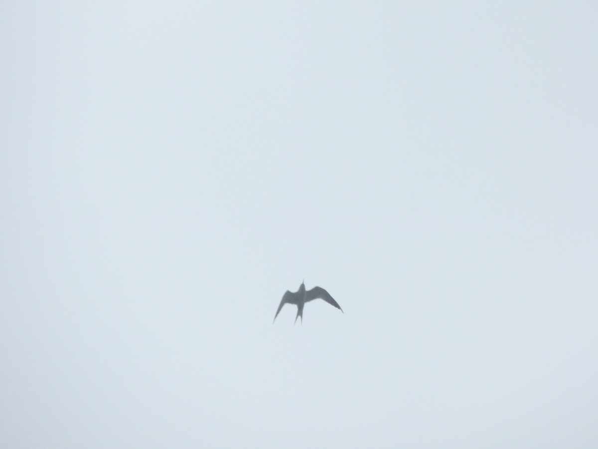 Sooty Tern - ML43165721