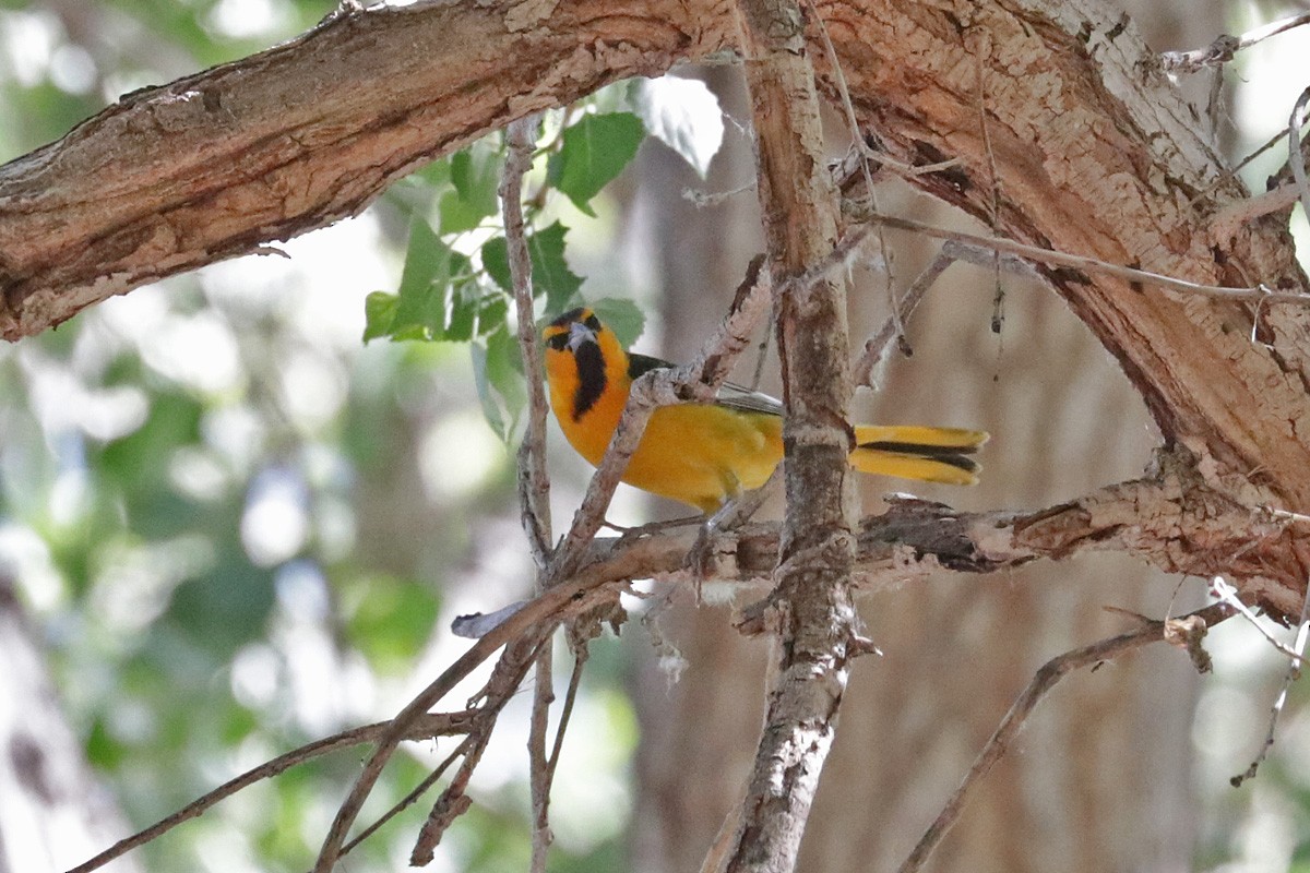 Bullock's Oriole - ML431657281