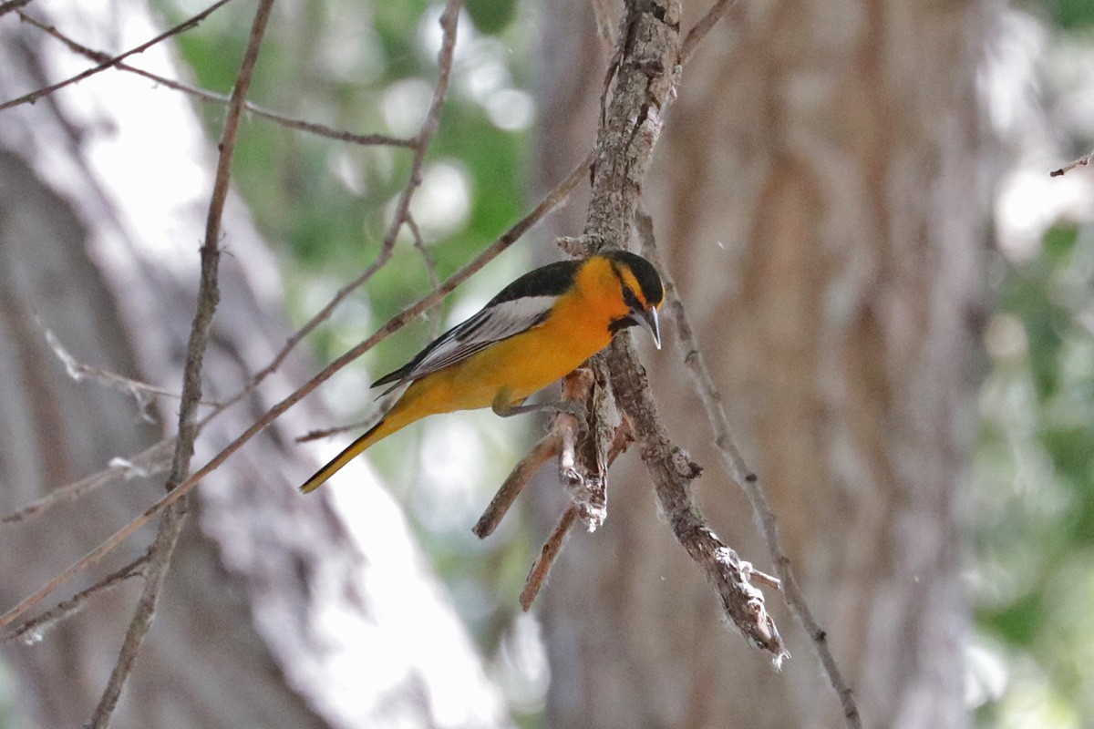 Bullock's Oriole - ML431657291