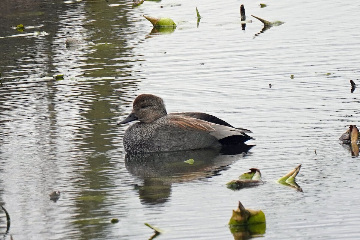 Canard chipeau - ML431658381