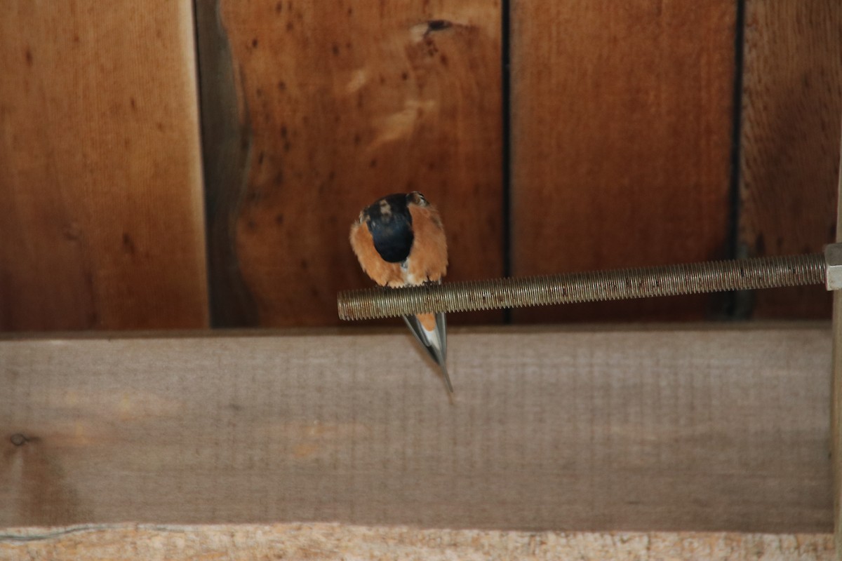Barn Swallow - ML431659381