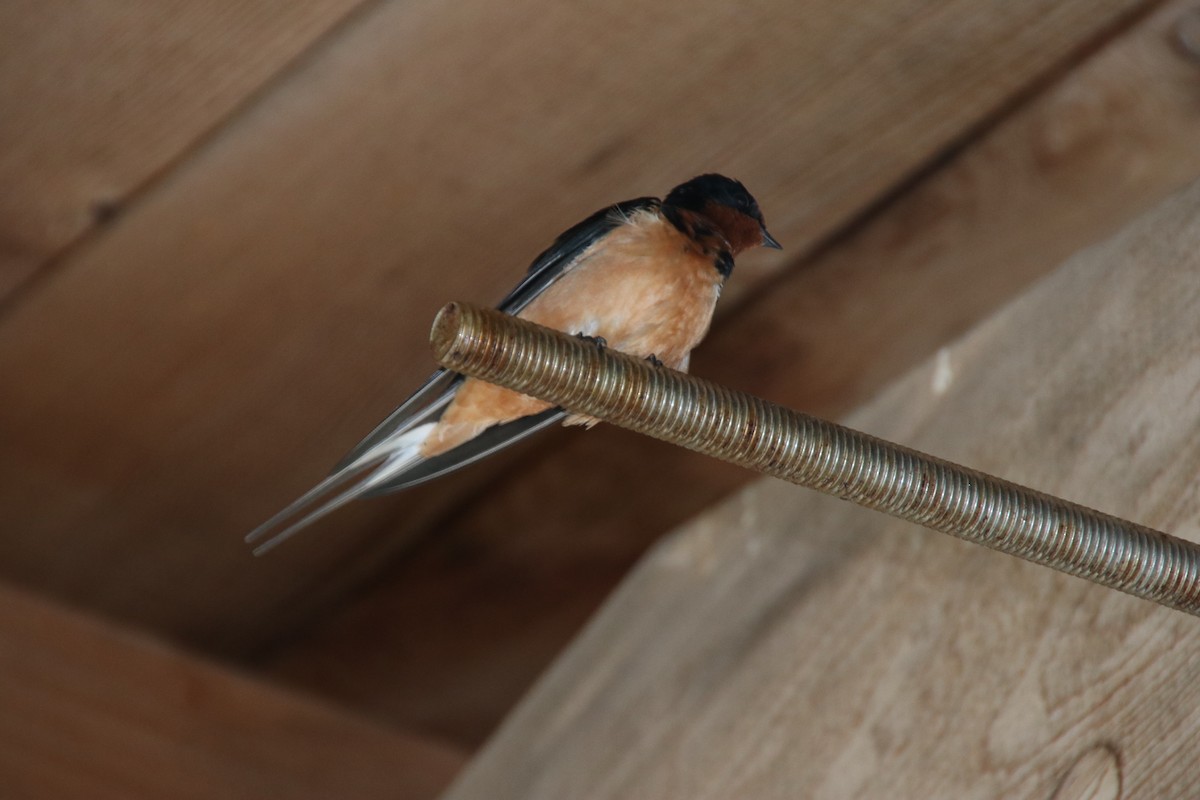 Barn Swallow - ML431659401