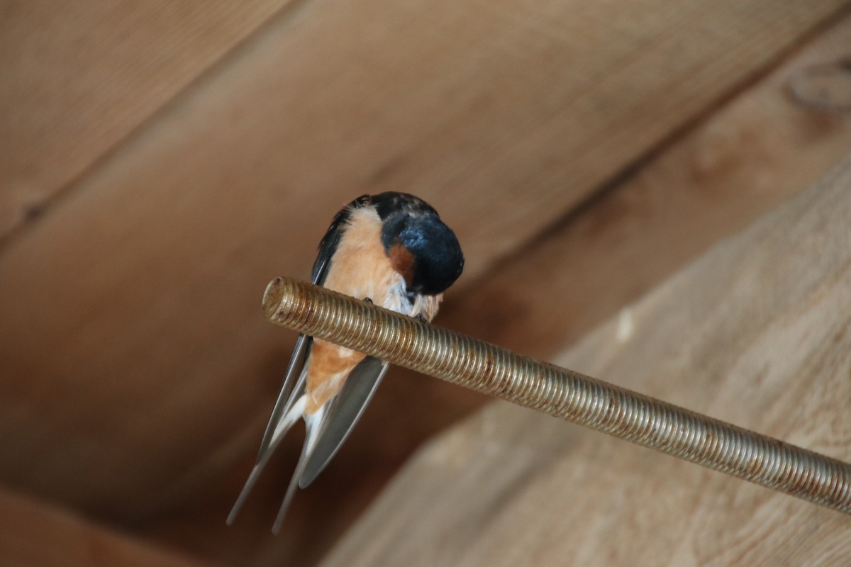 Barn Swallow - ML431659421