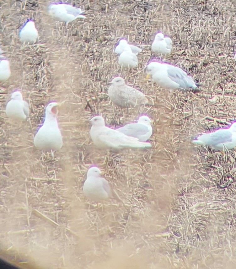 Gaviota Groenlandesa - ML431659551