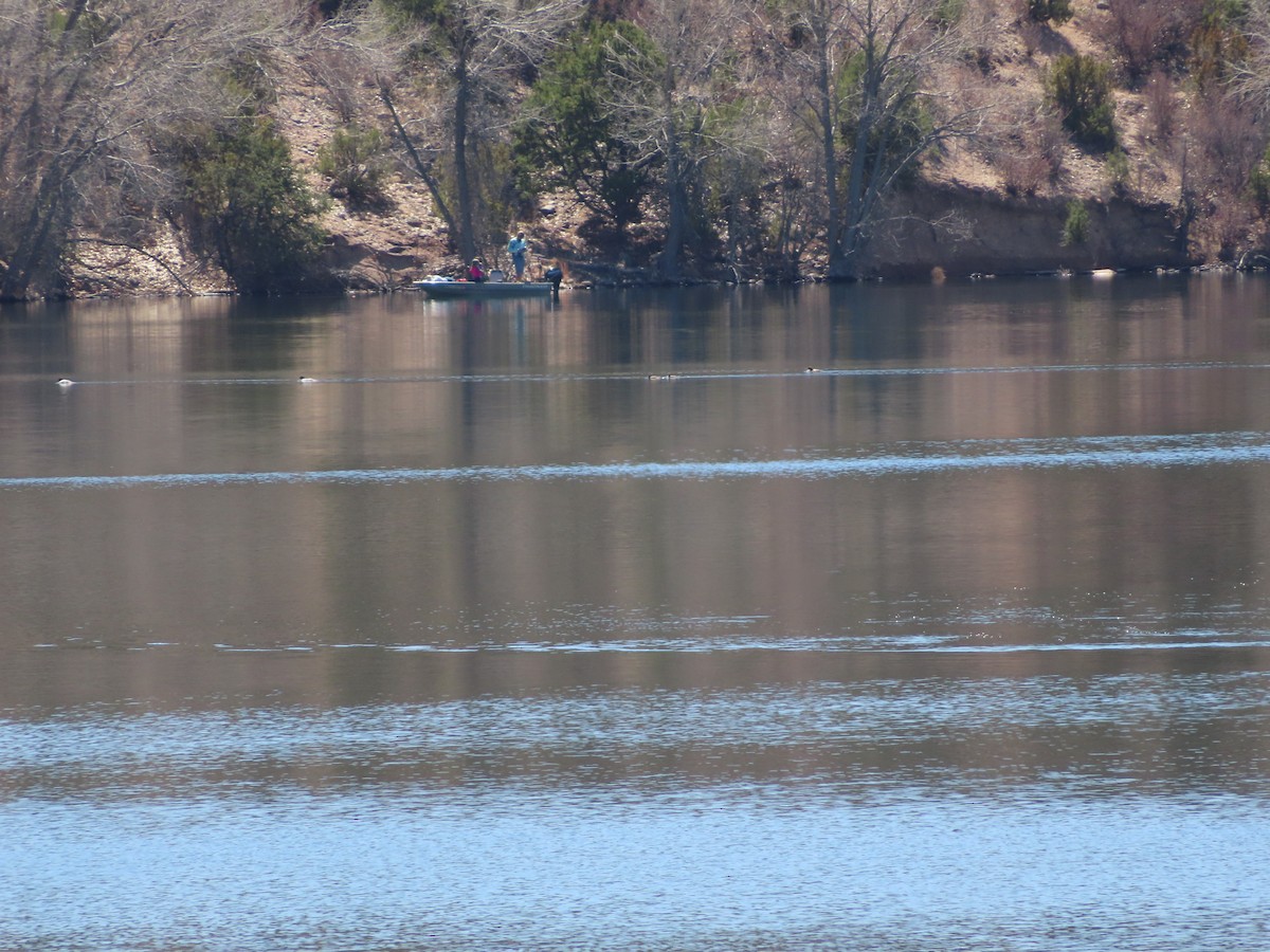 Red-breasted Merganser - ML431660681