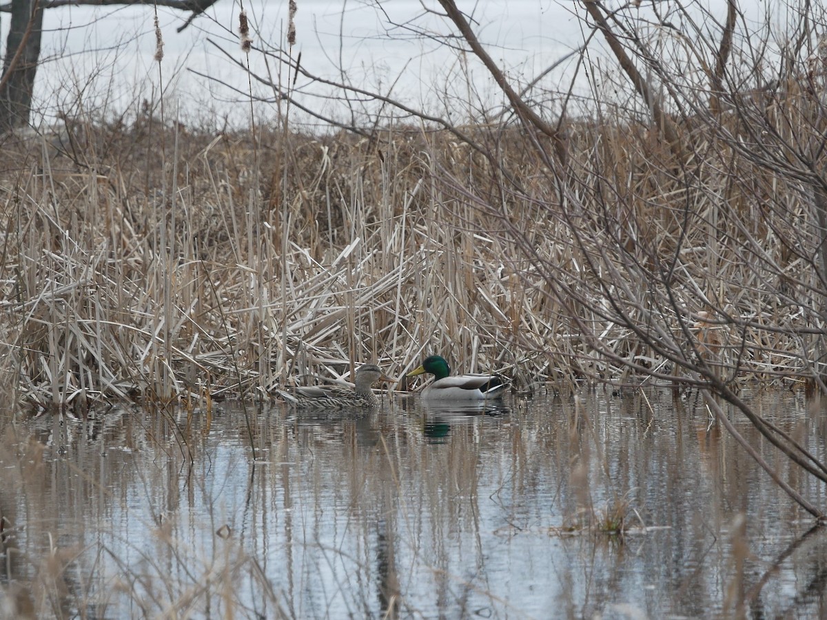 Mallard - Michael Frett