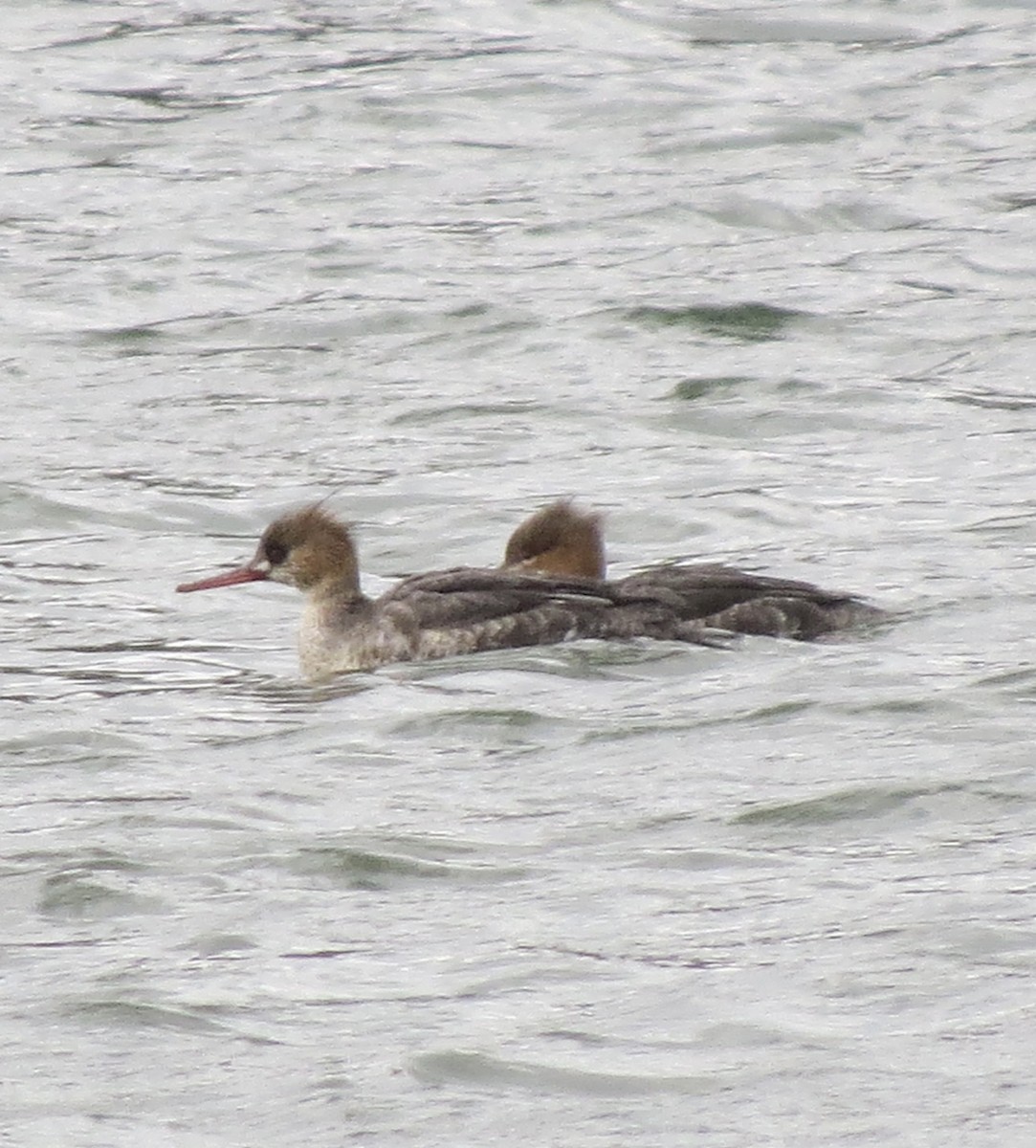 Red-breasted Merganser - ML431662611