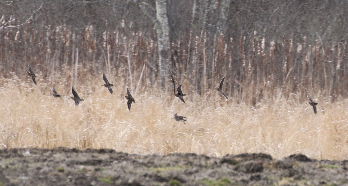 Wilson's Snipe - ML431662761